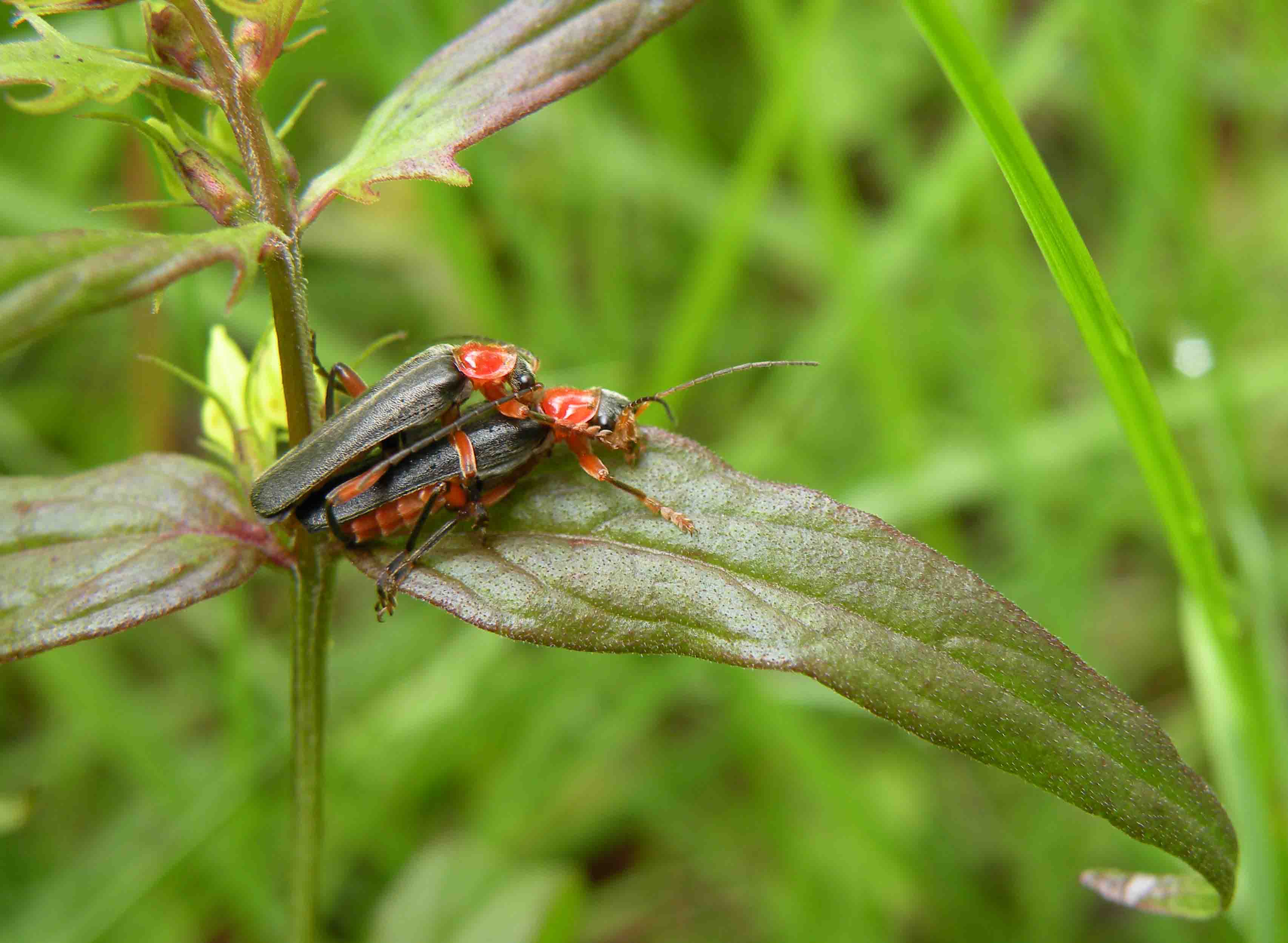 Cantharidae?  Sì, Cantharis livida